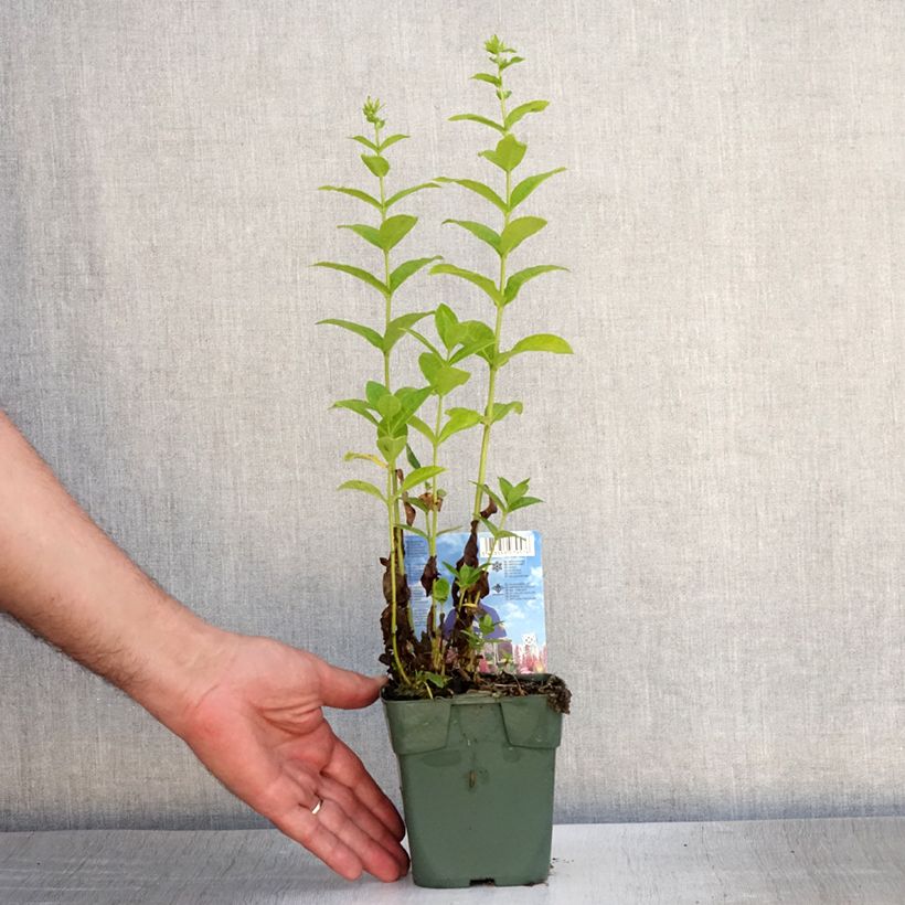 Phlox paniculata Jade 8/9 cm pot sample as delivered in summer