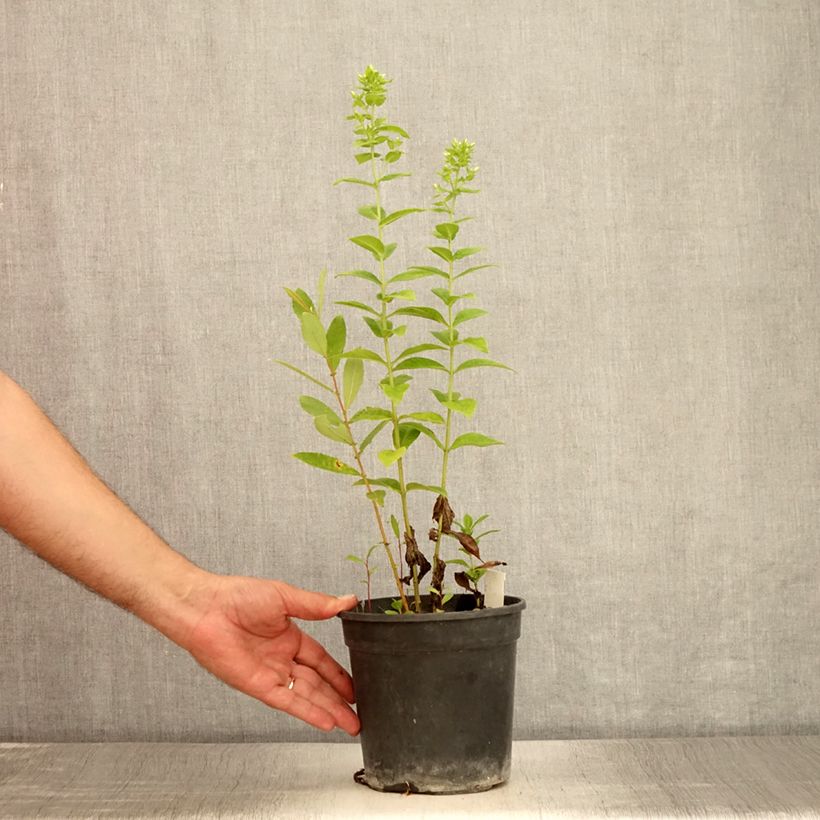 Phlox paniculata Jade 2L/3L pot sample as delivered in summer