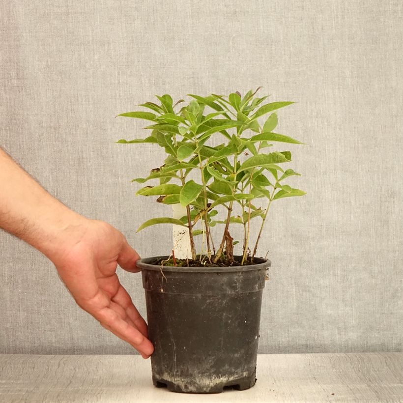 Phlox paniculata Little Laura 2L/3L pot sample as delivered in summer