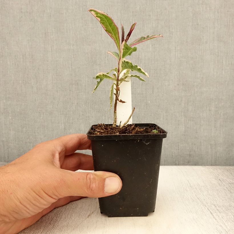 Phlox paniculata Olympus 8/9 cm pot sample as delivered in summer