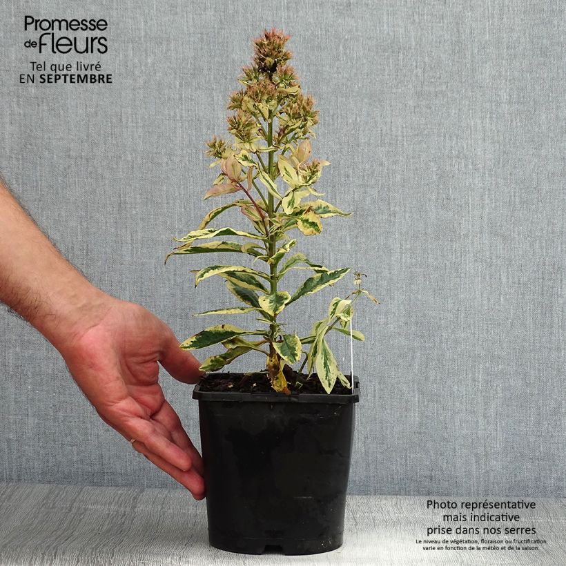 Phlox paniculata Olympus 1.5L/2L pot sample as delivered in summer