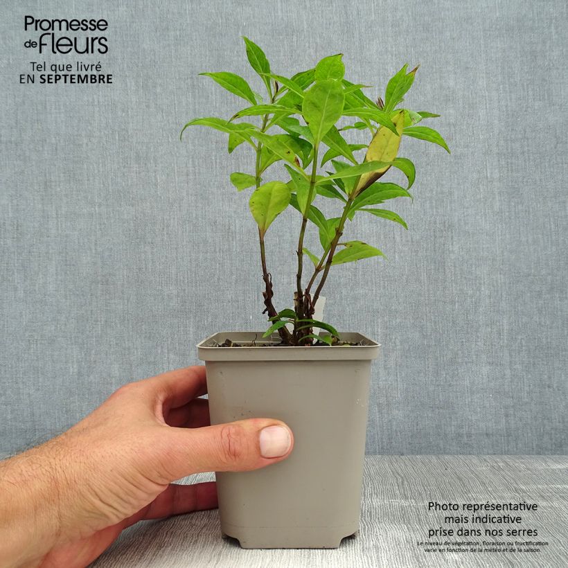 Phlox paniculata Orange Perfection 7/8 cm pot sample as delivered in summer