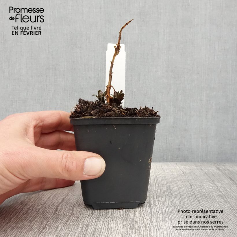 Phlox paniculata Pink Eye Flame 8/9 cm pot sample as delivered in winter