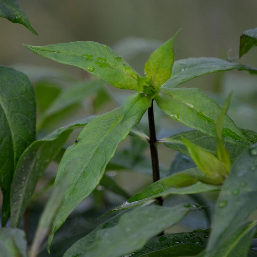 Phlox paniculata Rosa Pastel (Foliage)