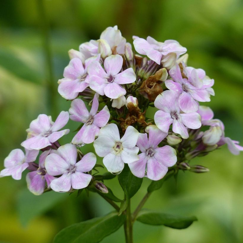 Phlox paniculata Sherbet Cocktail (Flowering)