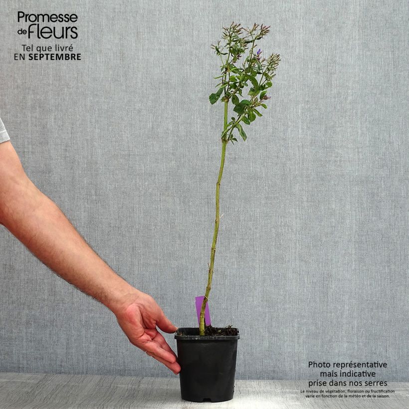 Phlox paniculata Starfire 1.5L/2L pot sample as delivered in summer