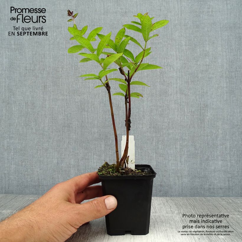 Phlox paniculata The King 8/9 cm pot sample as delivered in summer