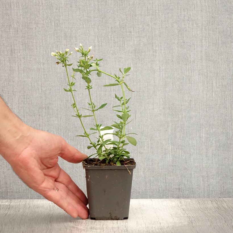 Phlox paniculata Tiara 8/9 cm pot sample as delivered in summer