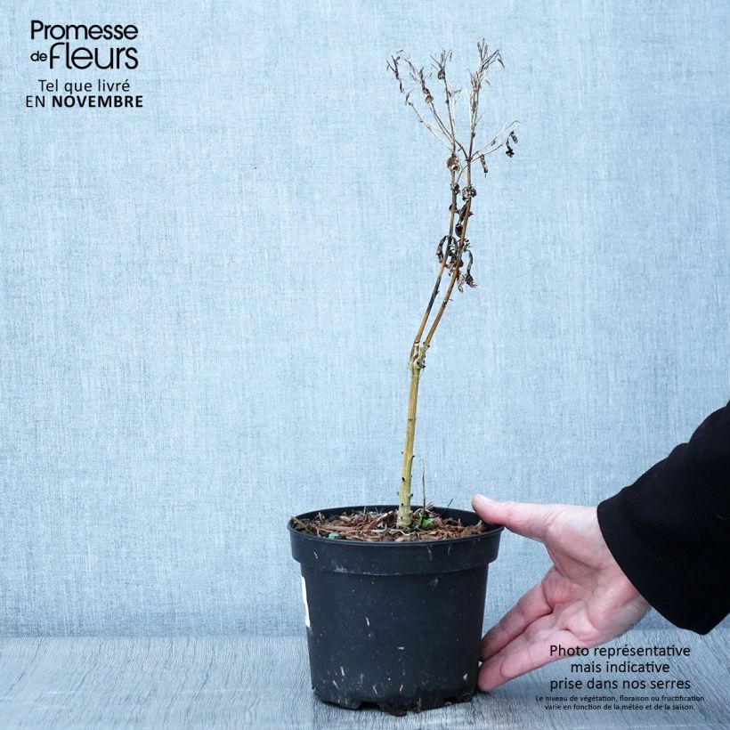 Phlox paniculata Uspech 2L/3L pot sample as delivered in autumn