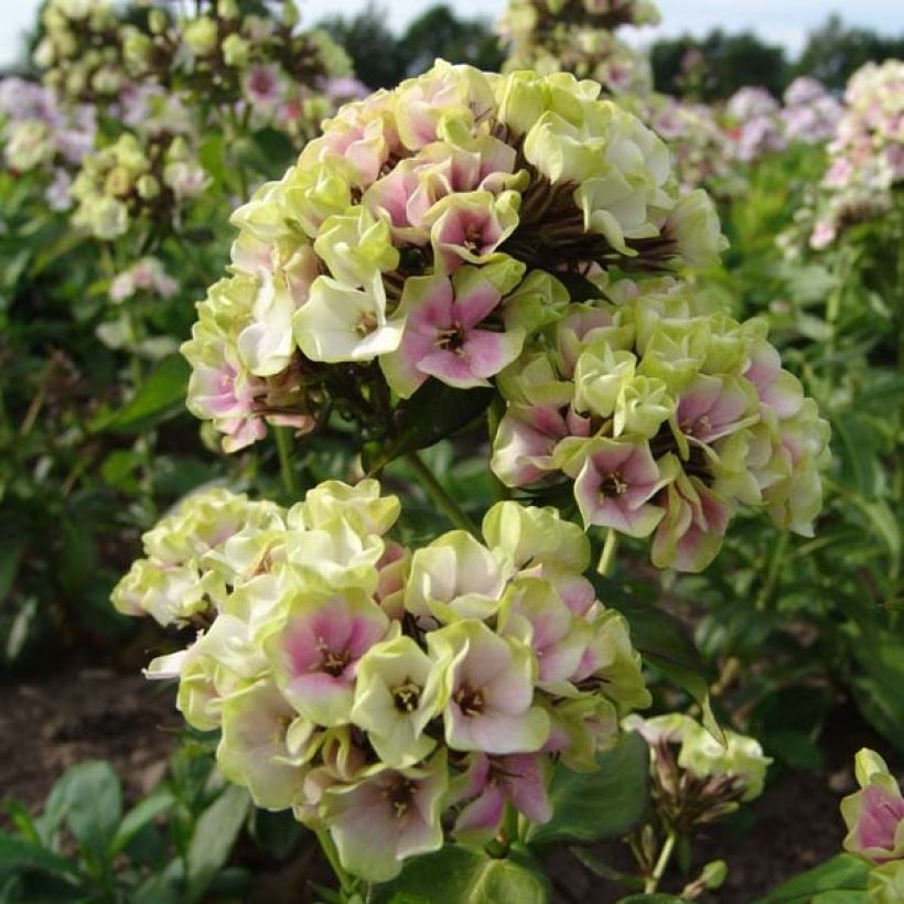 Phlox paniculata Sherbet Blend (Flowering)