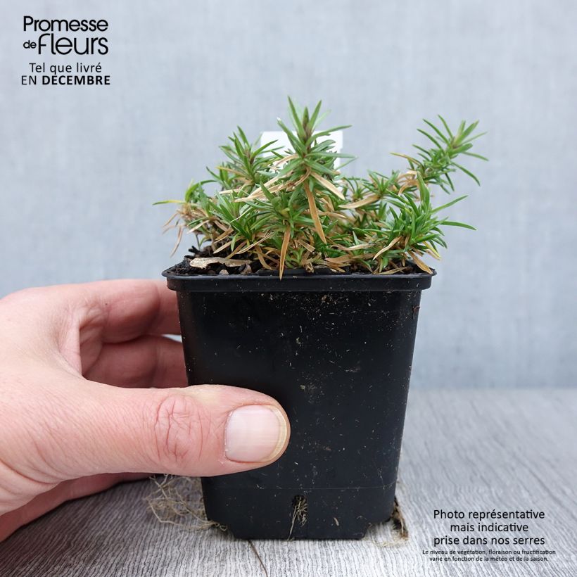 Phlox subulata Atropurpurea 8/9 cm pot sample as delivered in autumn