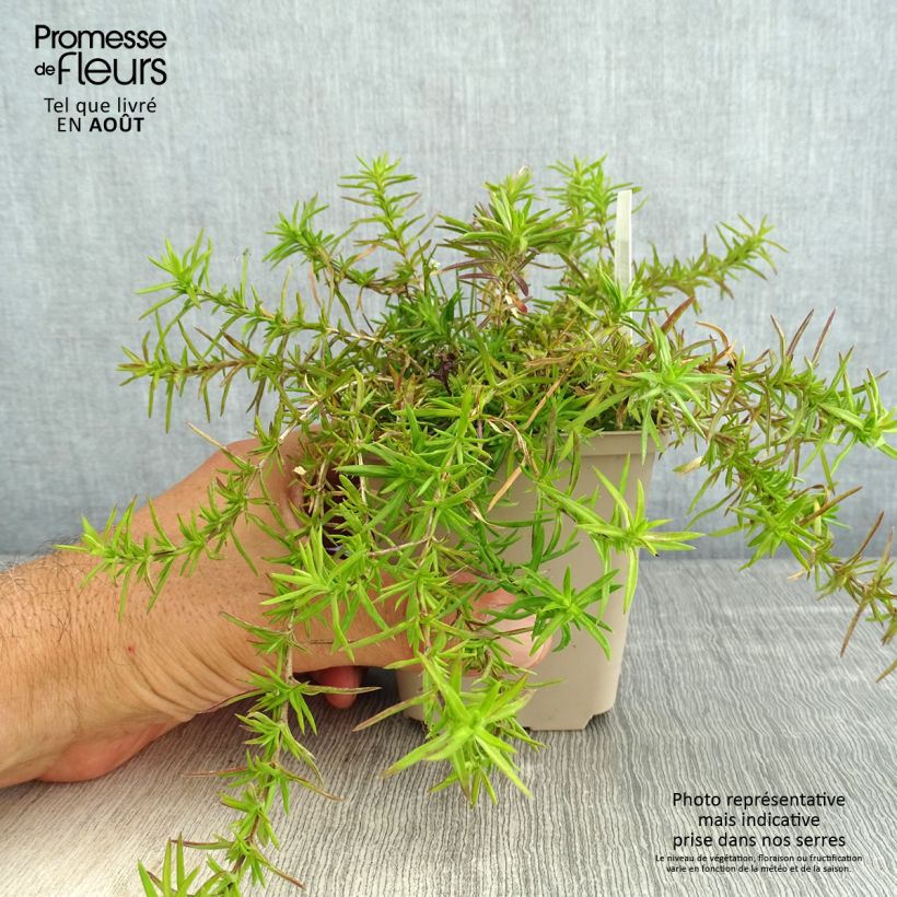 Phlox subulata Atropurpurea 8/9 cm pot sample as delivered in summer