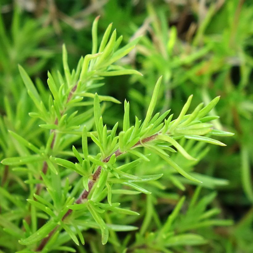 Phlox subulata McDaniels Cushion (Foliage)