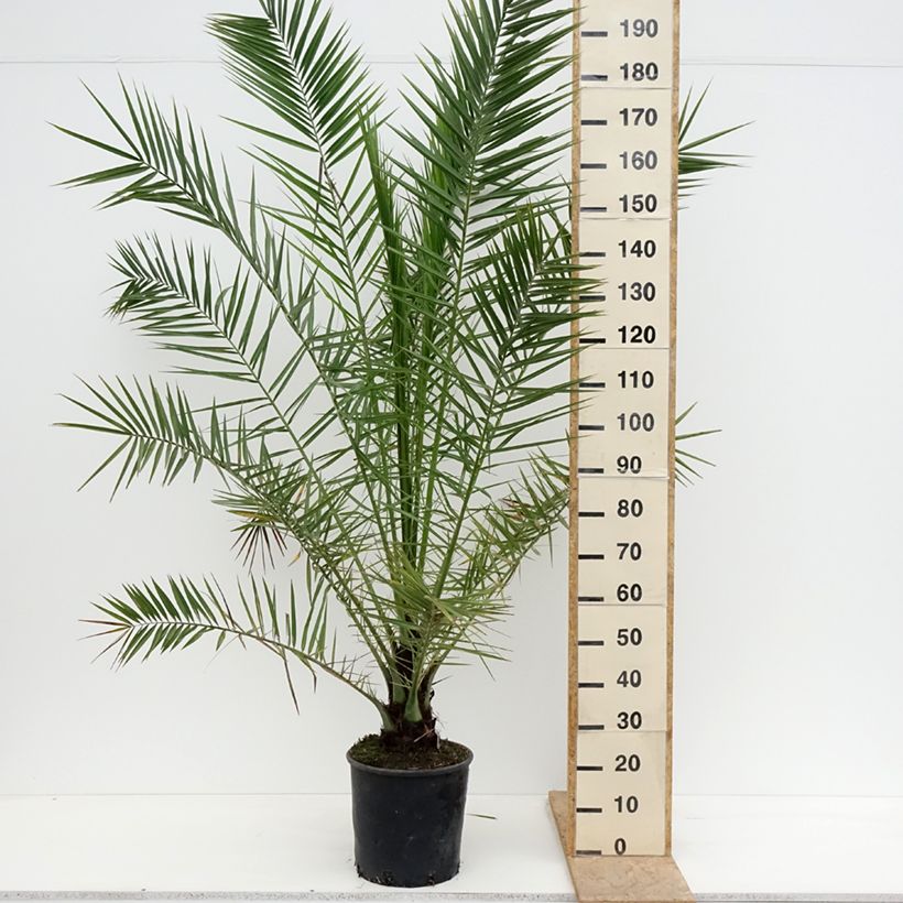 Phoenix canariensis - Canary Island Date Palm 7.5L/10L pot sample as delivered in spring