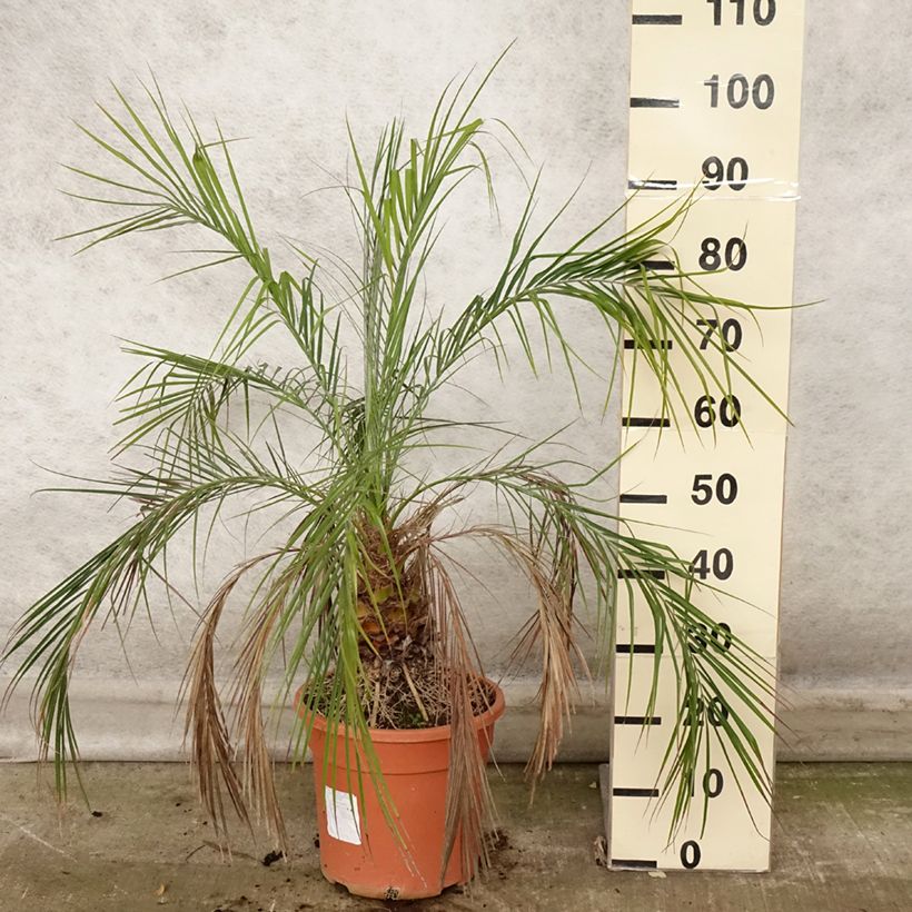 Phoenix roebelinii 7.5L/10L pot sample as delivered in autumn
