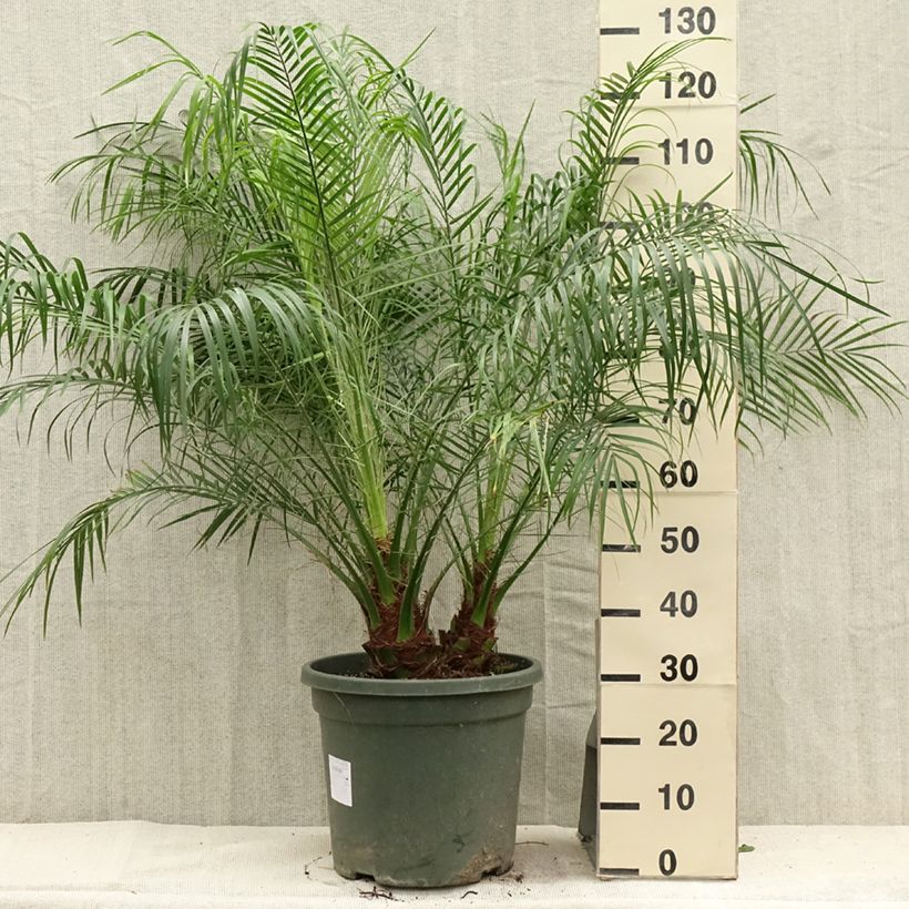 Phoenix roebelinii 20L/25L pot sample as delivered in summer