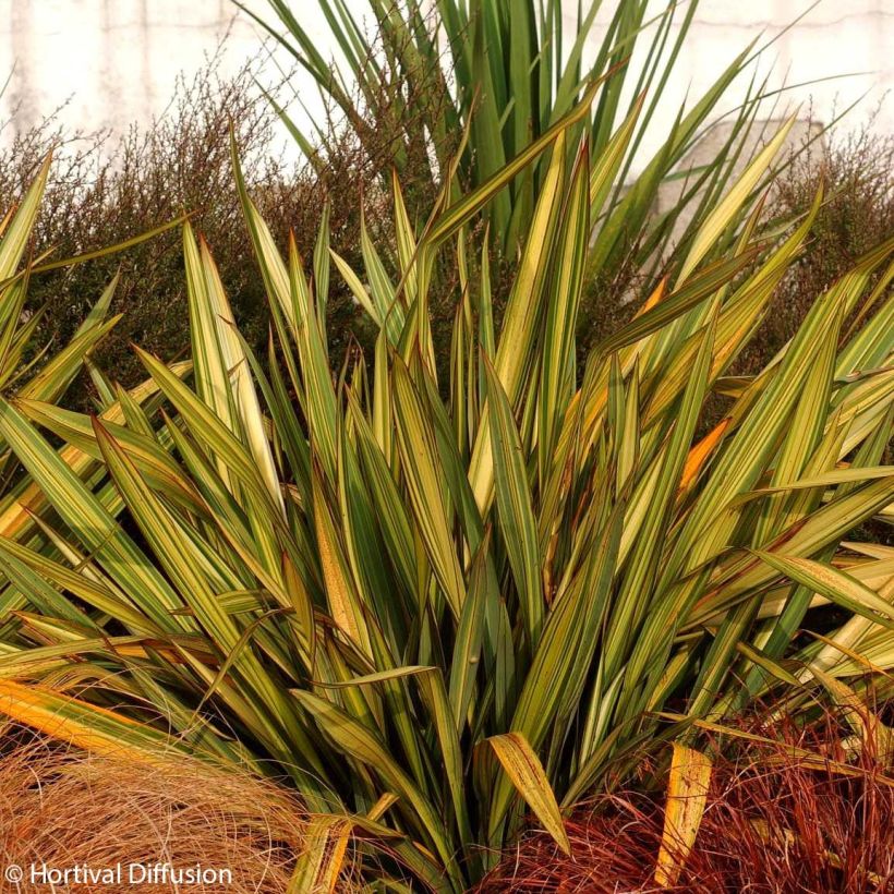 Phormium tenax Apricot Queen - New Zealand Flax (Plant habit)
