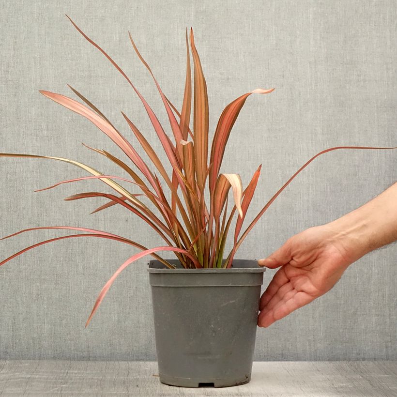Phormium cookianum Maori Maiden 3L/4L pot sample as delivered in summer