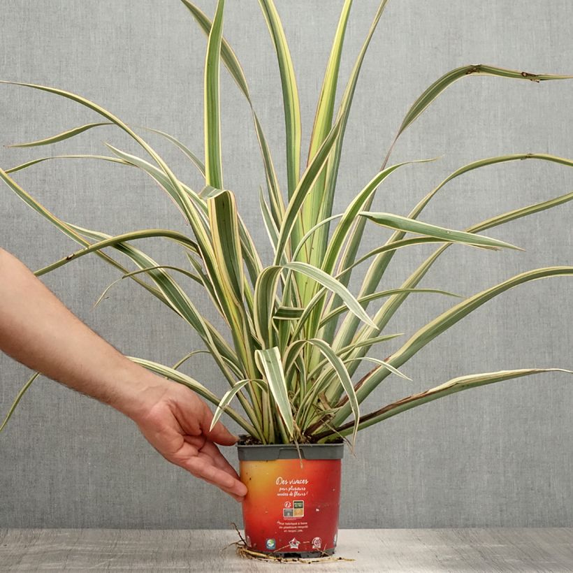 Phormium cookianum subsp. hookeri Tricolor 1.5L/2L pot sample as delivered in summer
