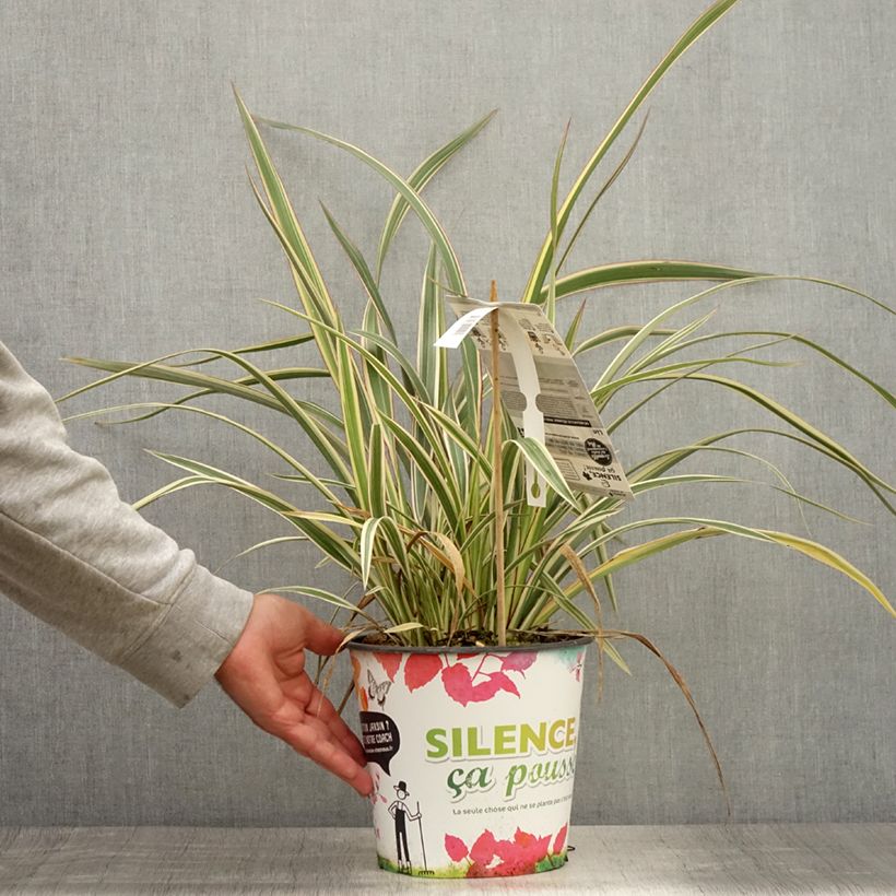 Phormium cookianum subsp. hookeri Tricolor 3L/4L pot sample as delivered in summer