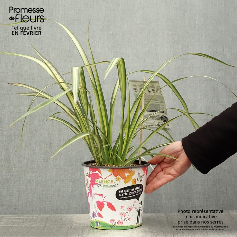 Phormium cookianum subsp. hookeri Cream Delight 4L/5L pot sample as delivered in winter
