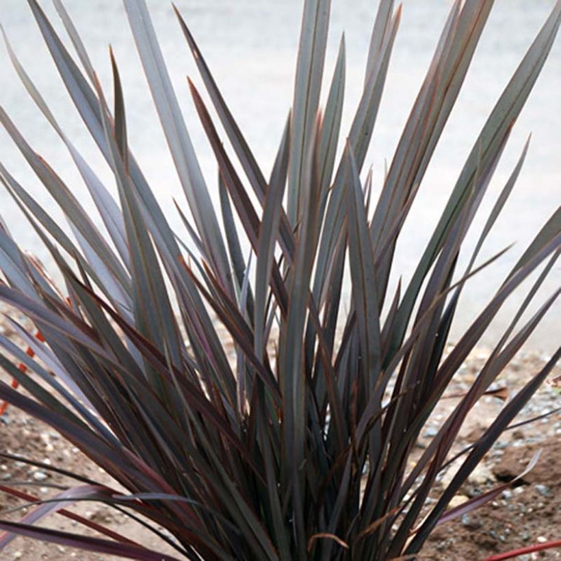 Phormium tenax Dark Delight - New Zealand Flax (Plant habit)