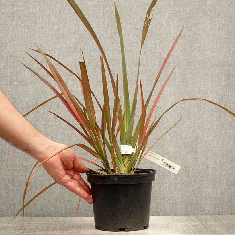 Phormium Jester - New Zealand Flax 3L/4L pot sample as delivered in summer