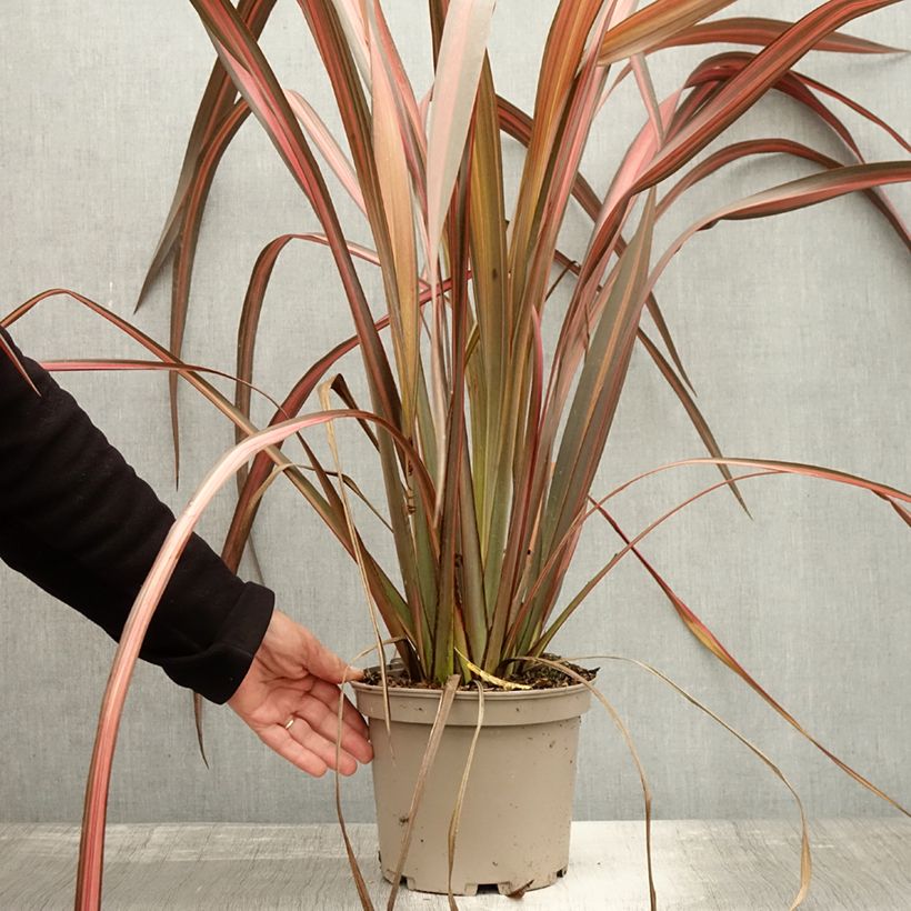 Phormium  tenax Margaret Jones 4L/5L pot sample as delivered in autumn
