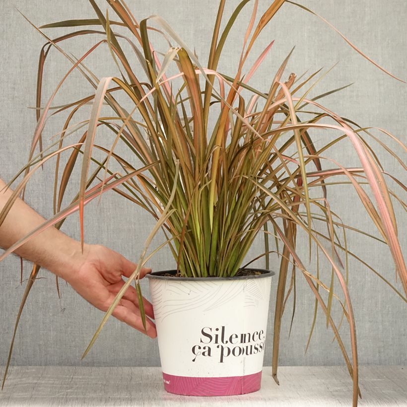 Phormium tenax Rainbow Maiden - New Zealand Flax 3L/4L pot sample as delivered in summer