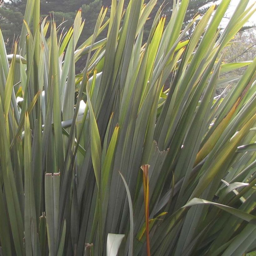 Phormium tenax - New Zealand Flax (Foliage)