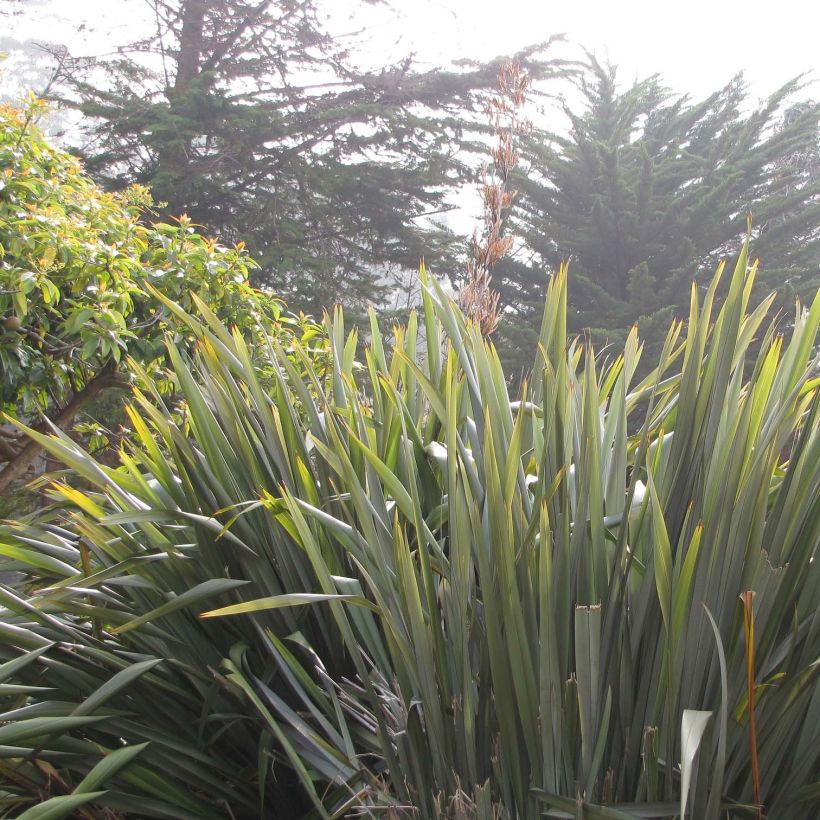 Phormium tenax - New Zealand Flax (Plant habit)