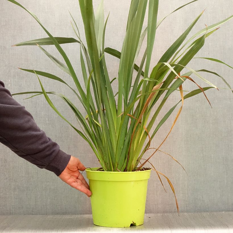 Phormium tenax - New Zealand Flax 7.5L/10L pot sample as delivered in summer