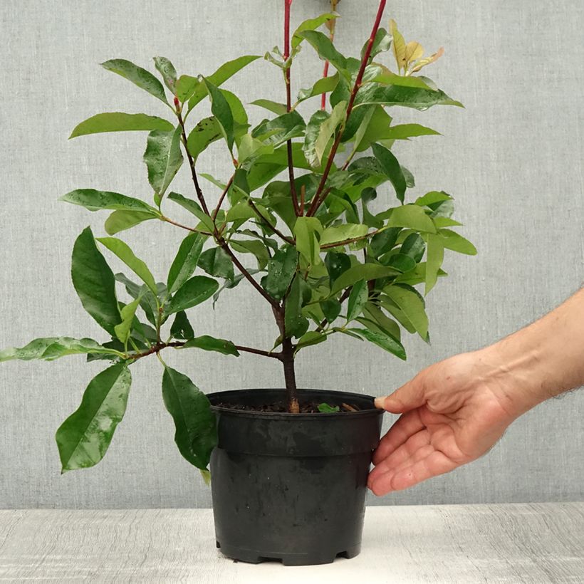 Photinia fraseri Camilvy - Christmas Berry 2L/3L pot sample as delivered in summer