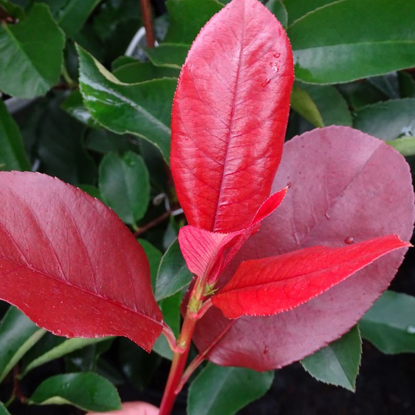 Photinia fraseri Camilvy - Christmas Berry (Foliage)