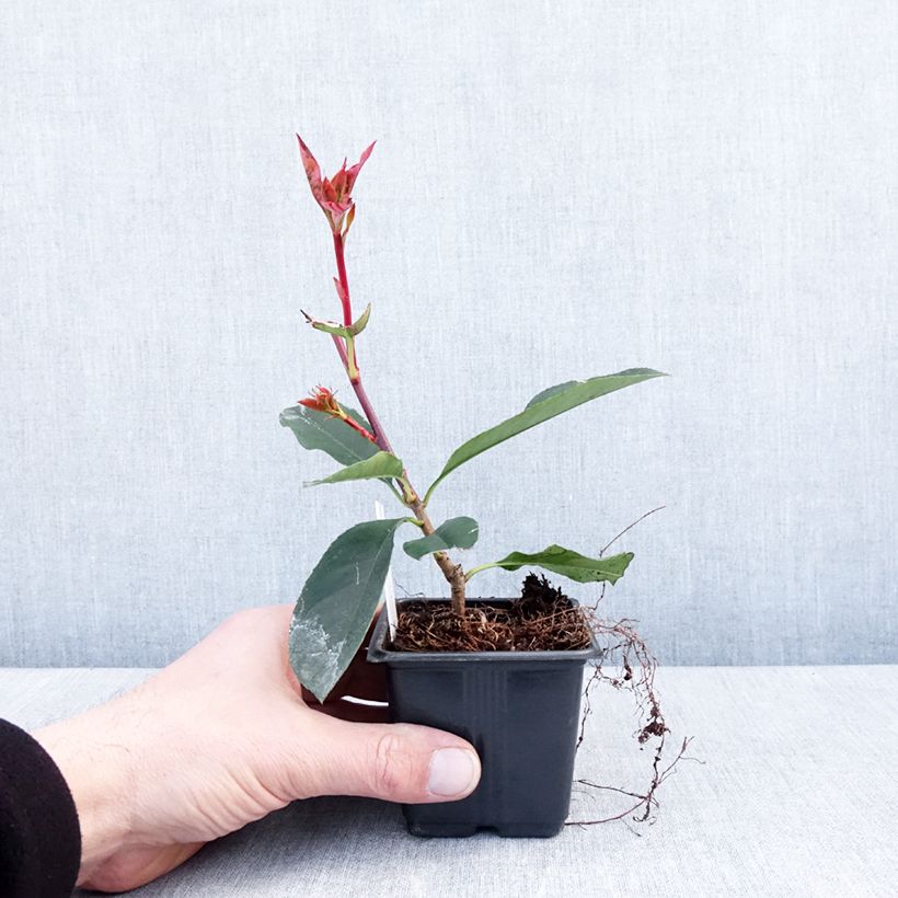 Photinia fraseri Camilvy - Christmas Berry 8/9 cm pot sample as delivered in winter
