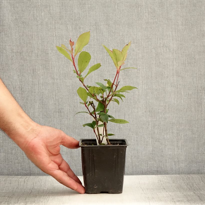 Photinia x fraseri 'Carré Rouge' 8/9 cm pot sample as delivered in summer