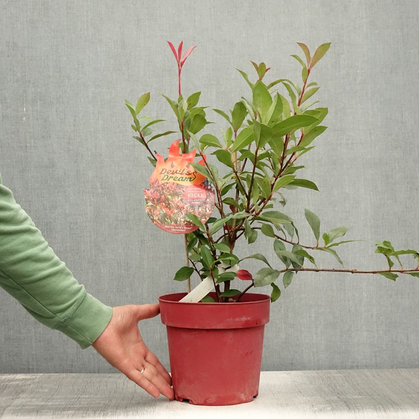 Photinia  fraseri Devils Dream - Christmas Berry 3L/4L pot sample as delivered in summer