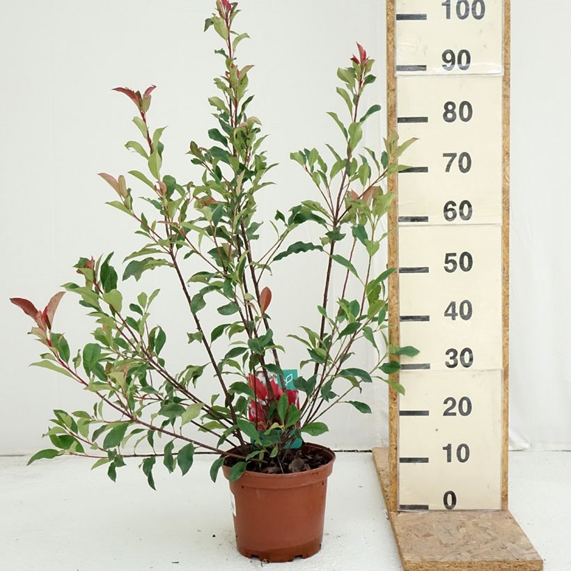 Photinia  fraseri Dynamo Red - Christmas Berry 4L/5L pot sample as delivered in summer