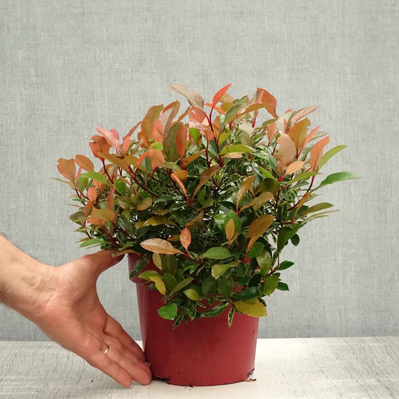 Photinia  fraseri Little Fenna - Christmas Berry 2L/3L pot sample as delivered in summer