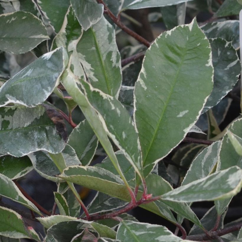 Photinia fraseri Pink Marble - Christmas Berry (Foliage)