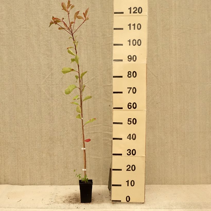 Photinia fraseri Pink Marble - Christmas Berry 1L/1.5L pot sample as delivered in summer