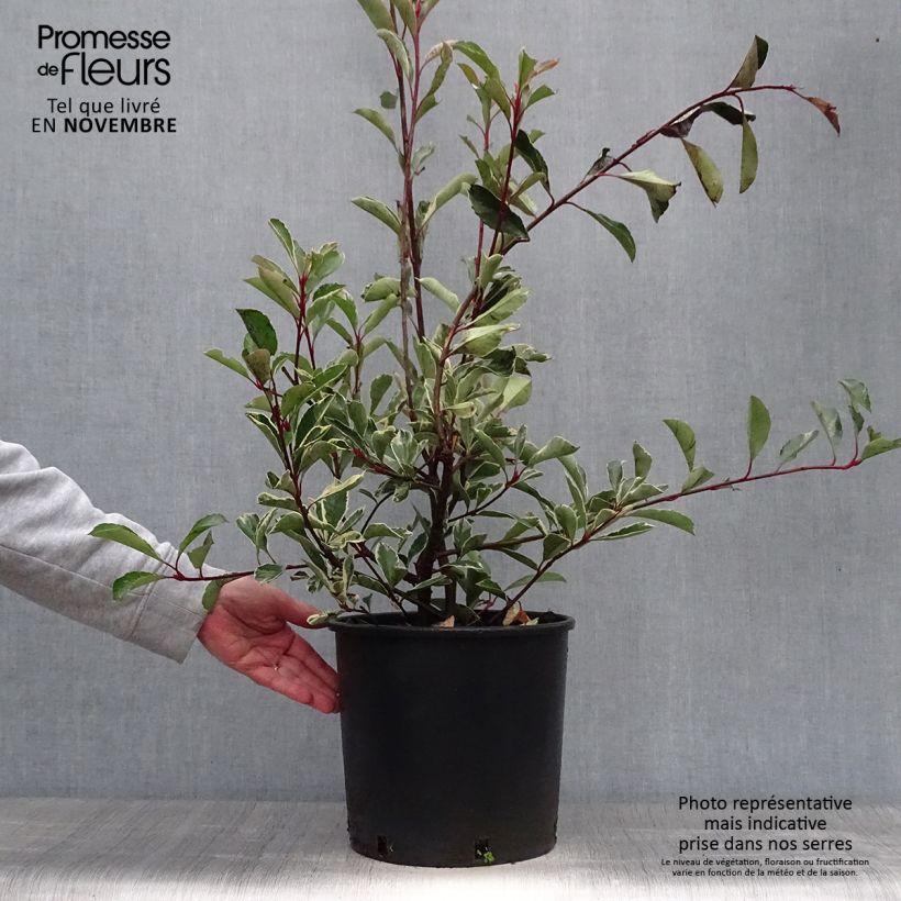 Photinia fraseri Pink Marble - Christmas Berry 7.5L/10L pot sample as delivered in autumn