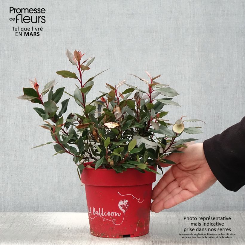 Photinia fraseri Red Ballcoon - Christmas Berry sample as delivered in spring