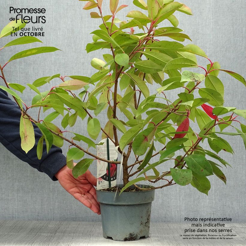 Photinia  fraseri Red Light - Christmas Berry 3L/4L pot sample as delivered in autumn