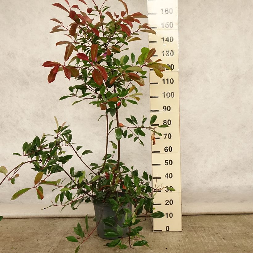 Photinia fraseri Red Robin - Christmas Berry 7.5L/10L pot sample as delivered in summer