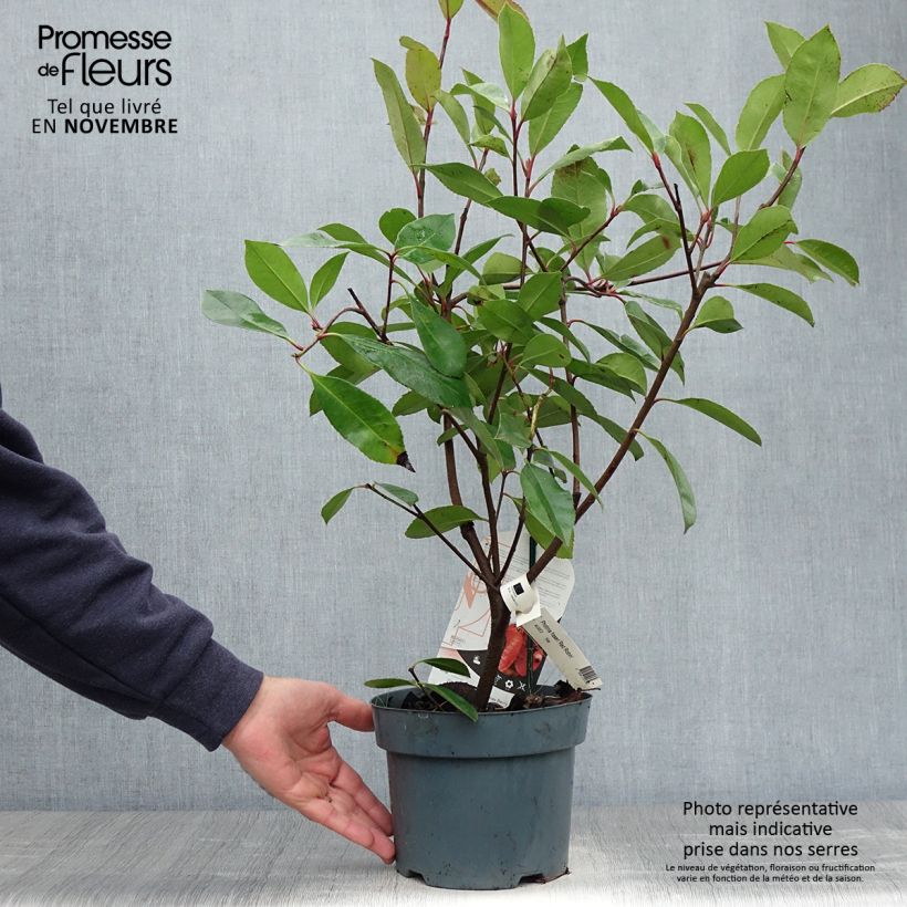 Photinia fraseri Red Robin - Christmas Berry 2L/3L pot sample as delivered in autumn