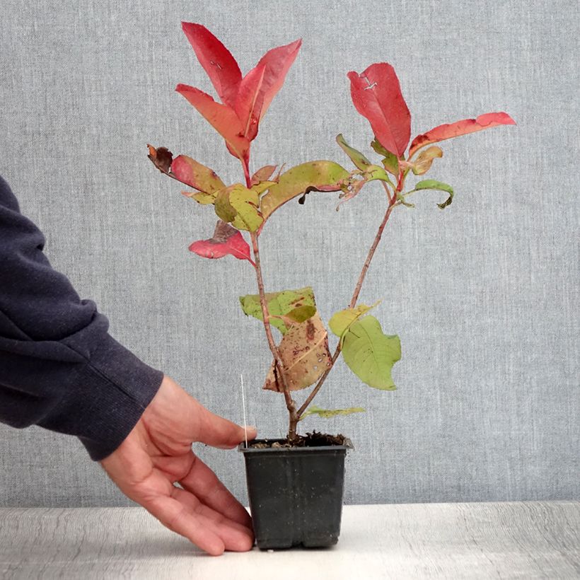 Photinia  fraseri Red Robin Blood - Christmas Berry 8/9 cm pot sample as delivered in summer