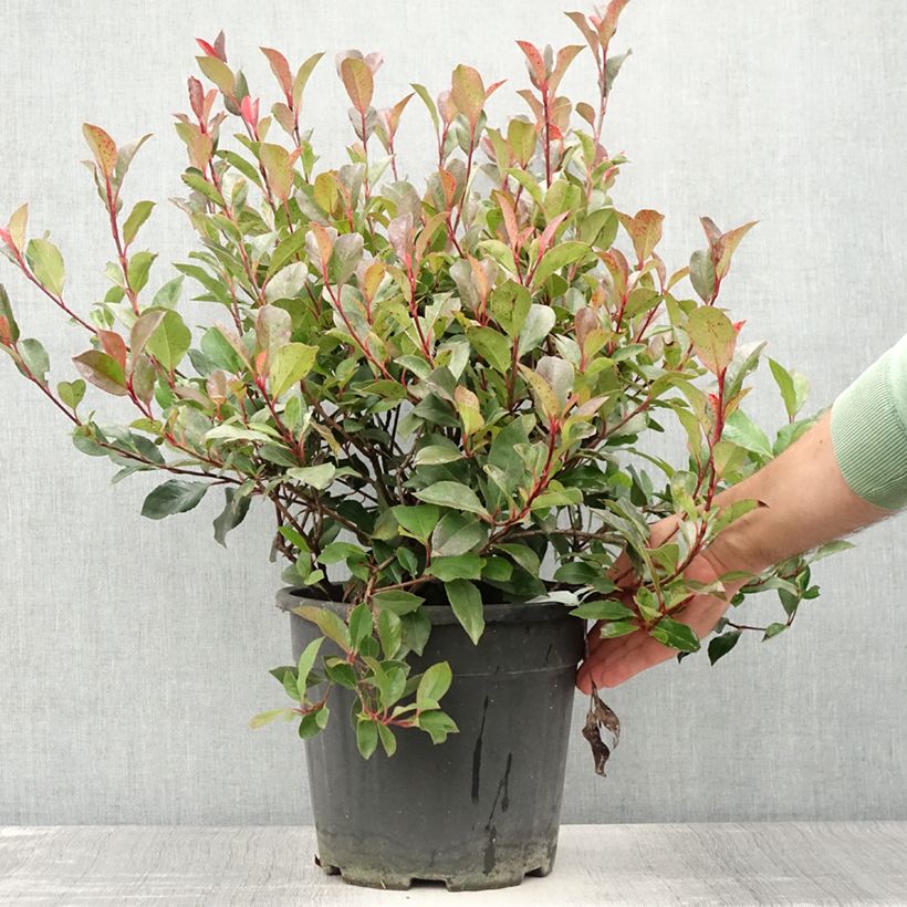 Photinia fraseri Little Red Robin - Christmas Berry 7.5L/10L pot 40/50cm sample as delivered in summer