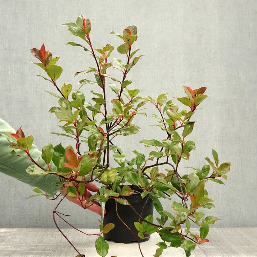 Photinia fraseri Little Red Robin - Christmas Berry 2L/3L pot sample as delivered in summer