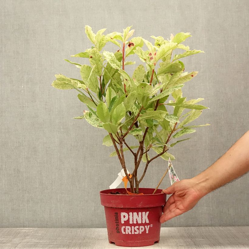 Photinia serratifolia Pink Crispy 4L/5L pot sample as delivered in summer